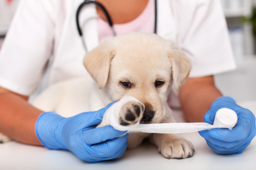 clínica veterinaria solidaria